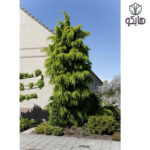 کاج سدروس دئودورا