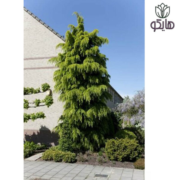 کاج سدروس دئودورا