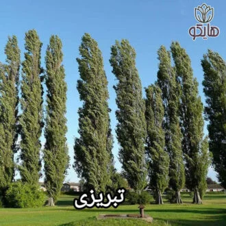 صنوبر تبریزی (Populus nigra 'Italica')