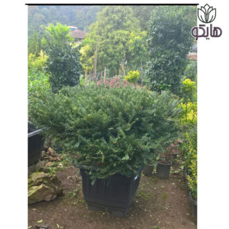 تاکسوس رونده