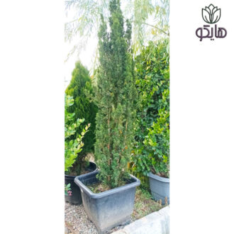تاکسوس لوله ای