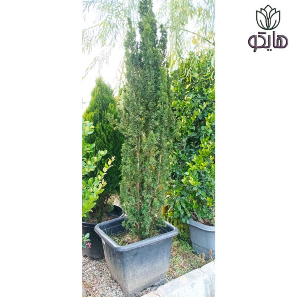 تاکسوس لوله ای