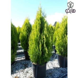 سرو طبری (تبری) Thuja orientalis Pyramidalis Aurea Platycladus