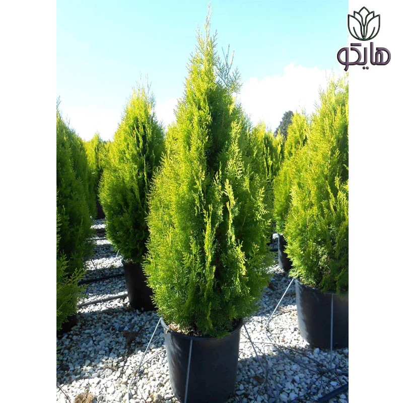 سرو طبری (تبری) Thuja orientalis Pyramidalis Aurea Platycladus