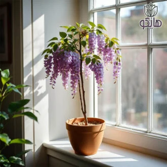 پیچ گلیسین (Wisteria sinensis)
