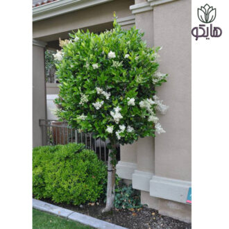 یاس هلندی تک پایه