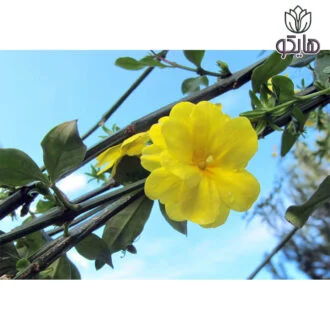 یاس شیروانی Jasminum mesnyi مراقبت از