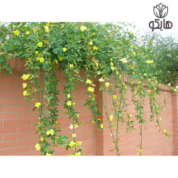 یاس شیروانی Jasminum mesnyi مراقبت از