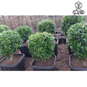 یاس هلندی توپی