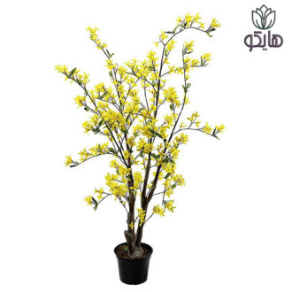 یاس زرد علت ریزش برگ یاس زرد