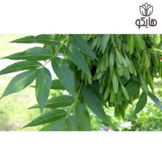 نهال درخت زبان گنجشک