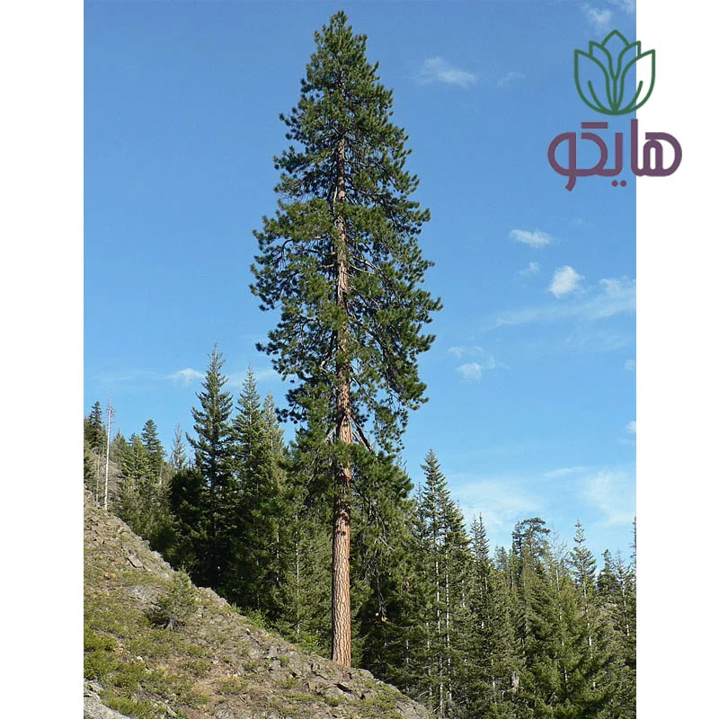 کاج زرد (Pinus ponderosa)
